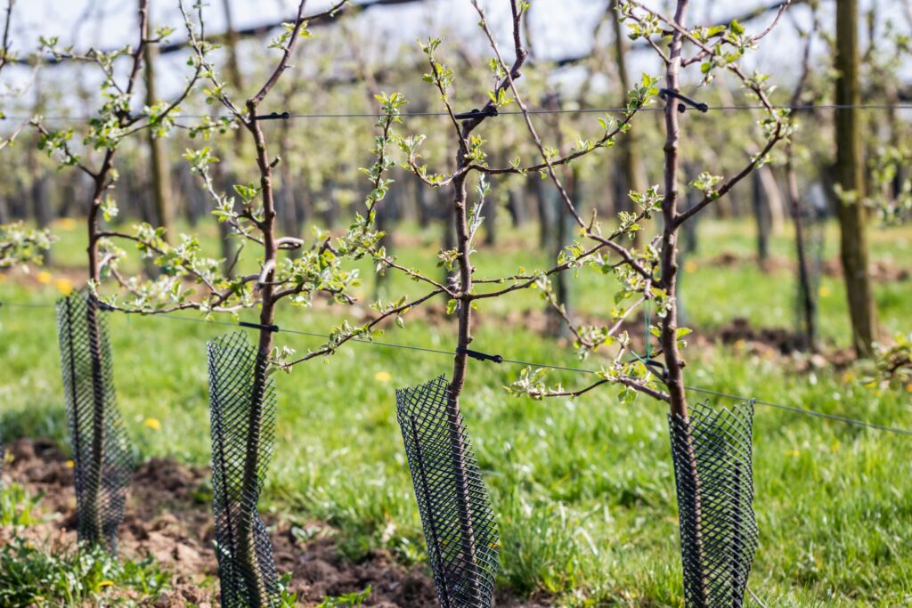 Planting a tree for every operative added to our workforce management system